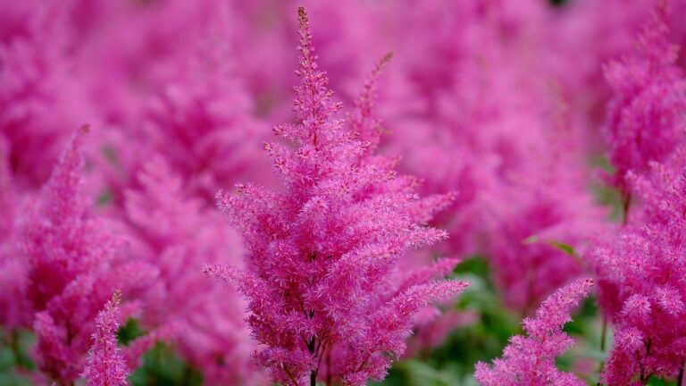 astilbe 9