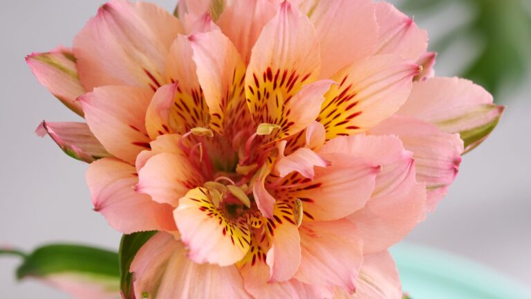 Bloemenbureau-Alstroemeria-expiration_date-2026-11-15 (2)