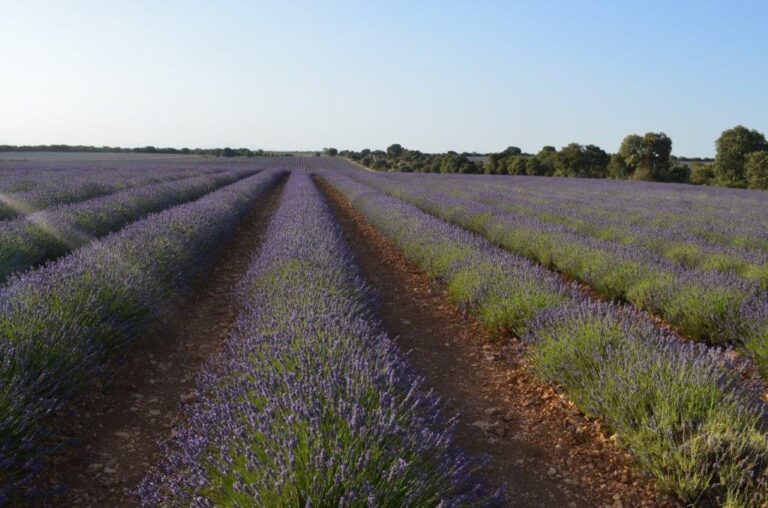 foto lavanda 2