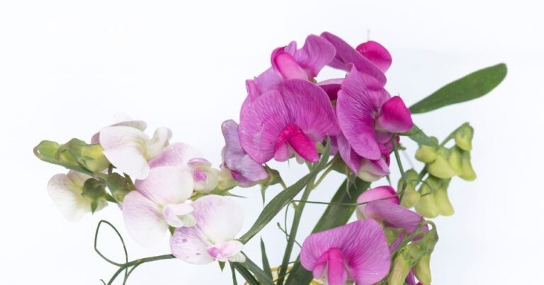 Flor del mes Junio sin logo - 2