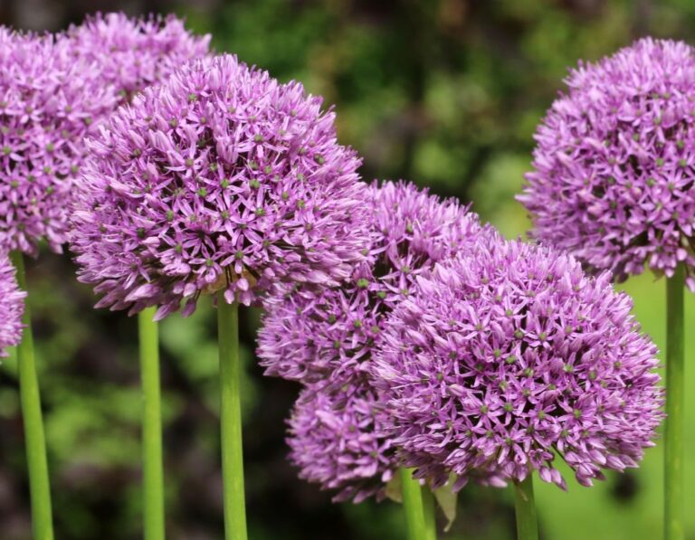 Flor del mes Junio sin logo - 7