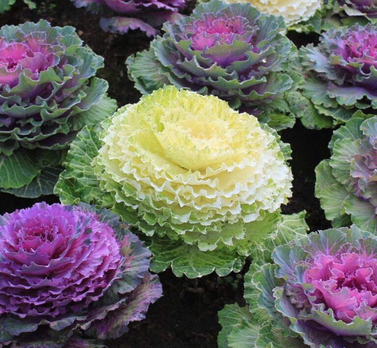 echeveria-brassica-flores-noviembre