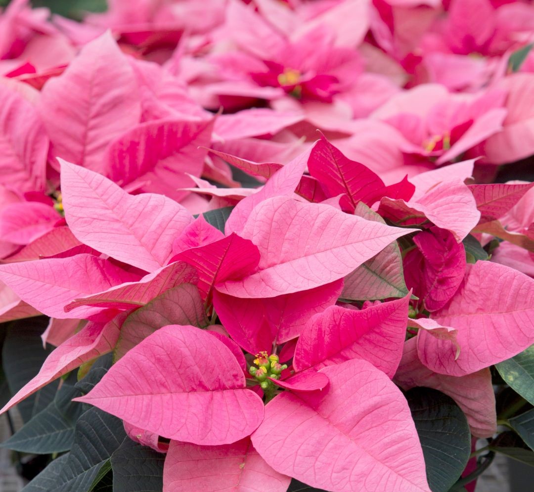 Flor de Diciembre Personalizable - 2