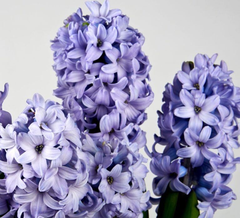 Flor de Febrero 2026 - 2