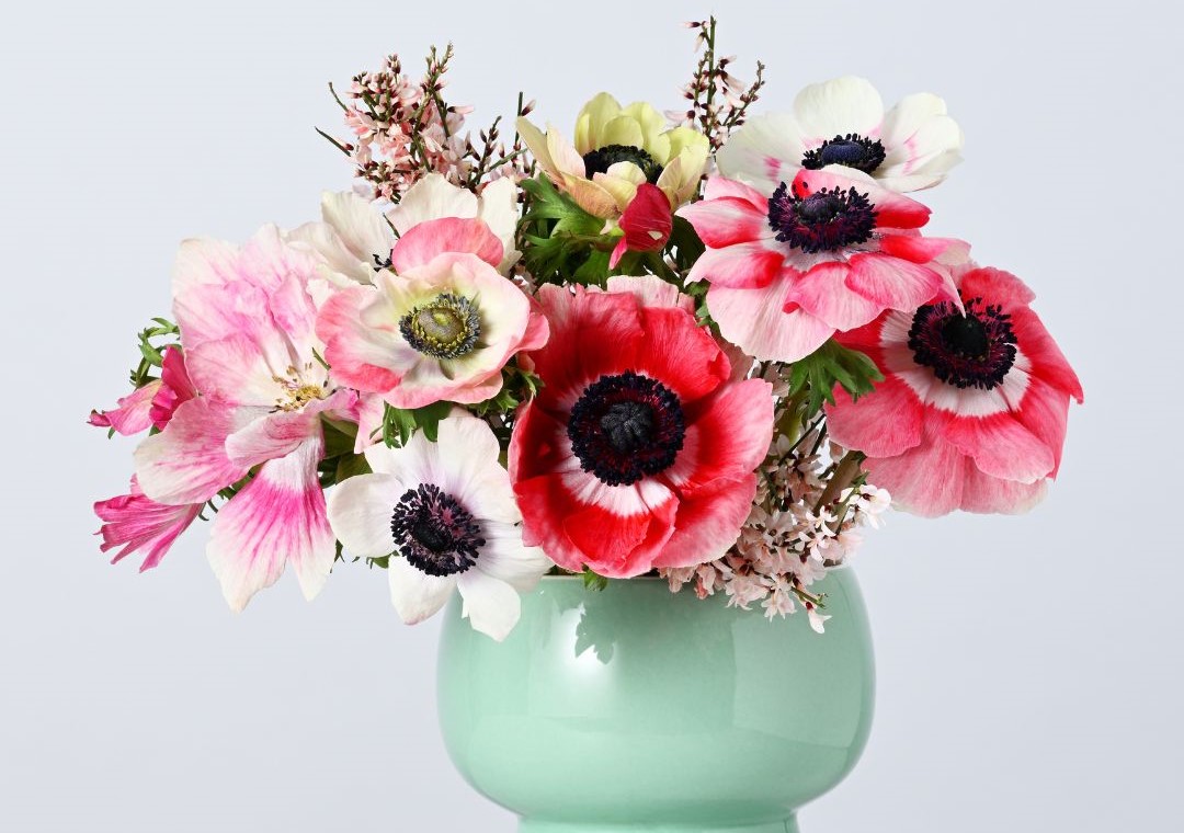 Flor de marzo 2026 - 4