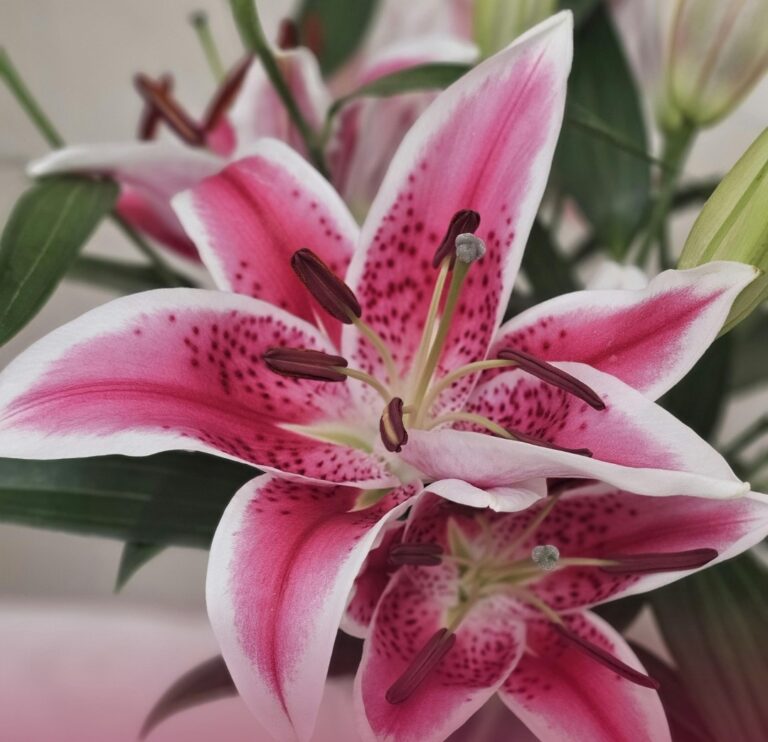 lilium