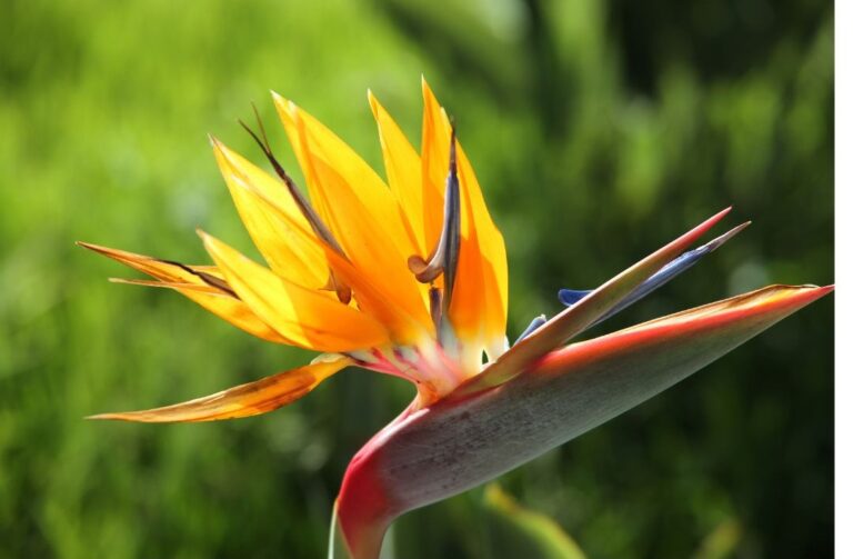 Strelitzia
