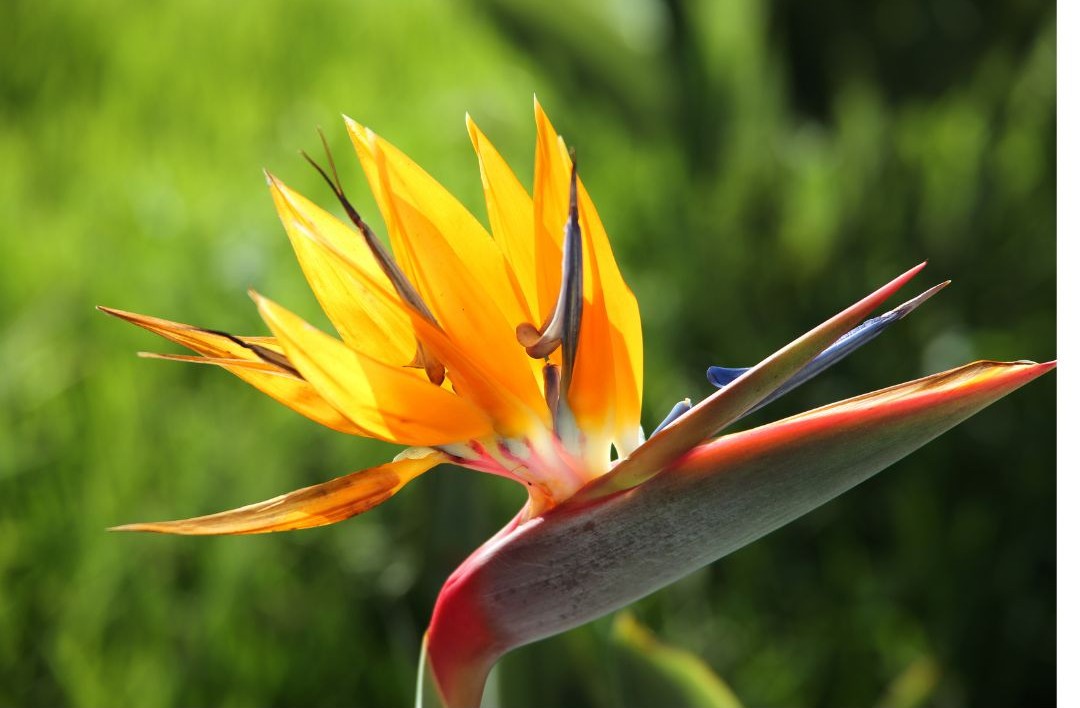 Strelitzia