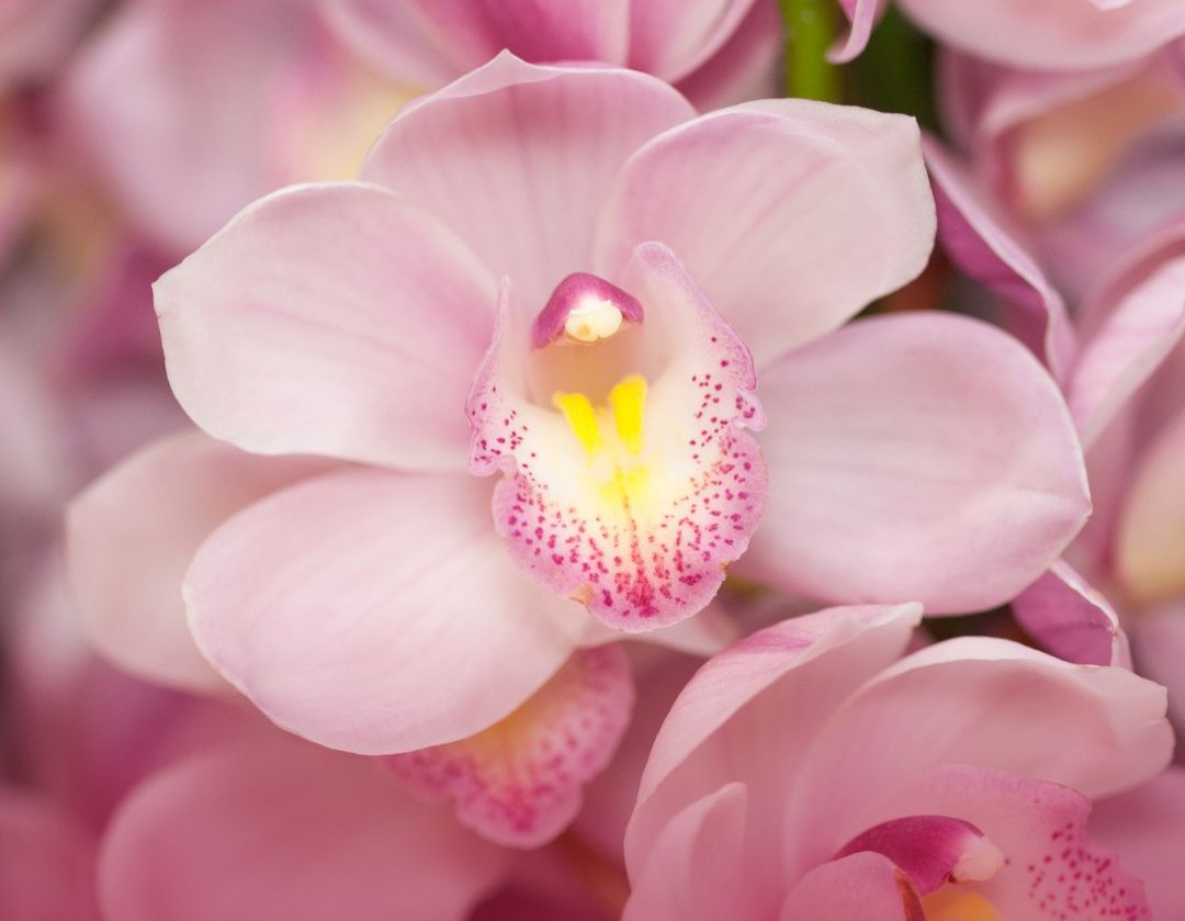 Cymbidium