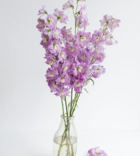 Flor de ABRIL 2026 (3)