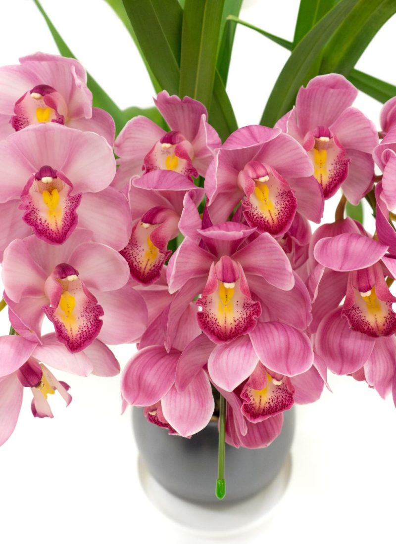 Cymbidium